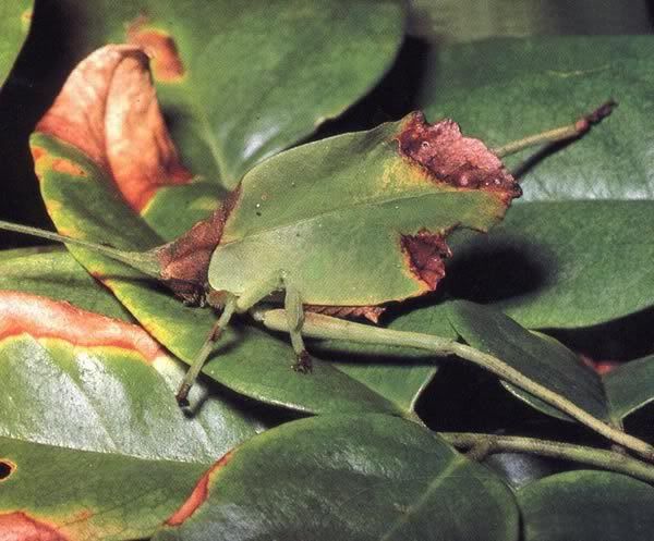 kamuflaj021katydid32gu.jpg