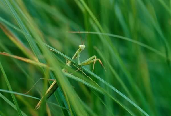 kamuflaj030mantis2jf.jpg