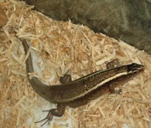 madagascar 12k plated lizard