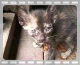 th_WatKittieslowres.jpg
