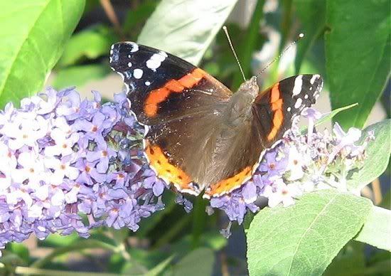 RedAdmiral3
