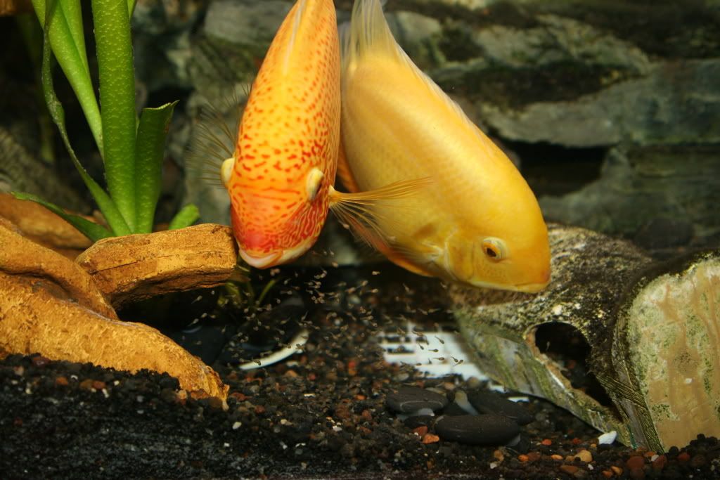Severum babies!!! Cichlid Fish Forum