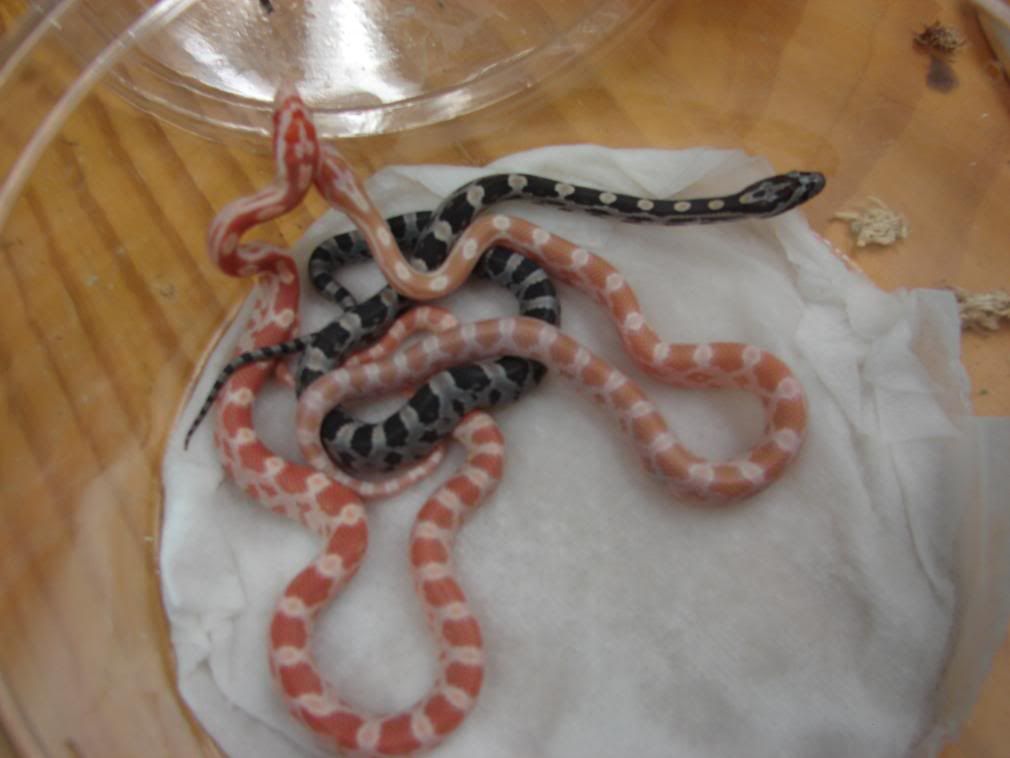 08Hatchlings001.jpg