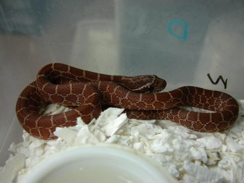 08Hatchlings004-1.jpg