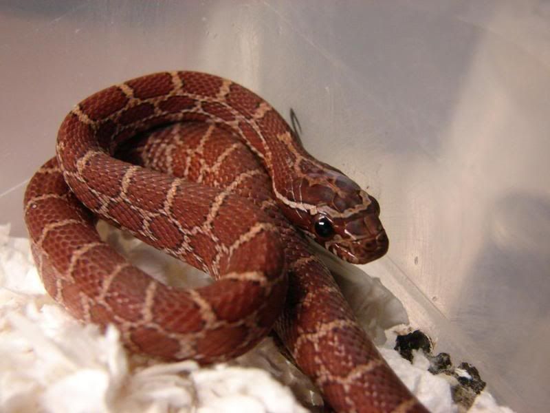 08Hatchlings005-1.jpg