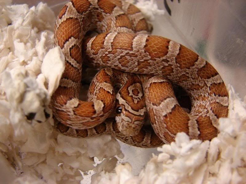 08Hatchlings007.jpg