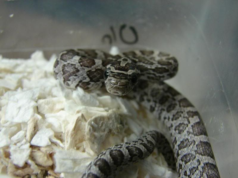 08Hatchlings011-1.jpg