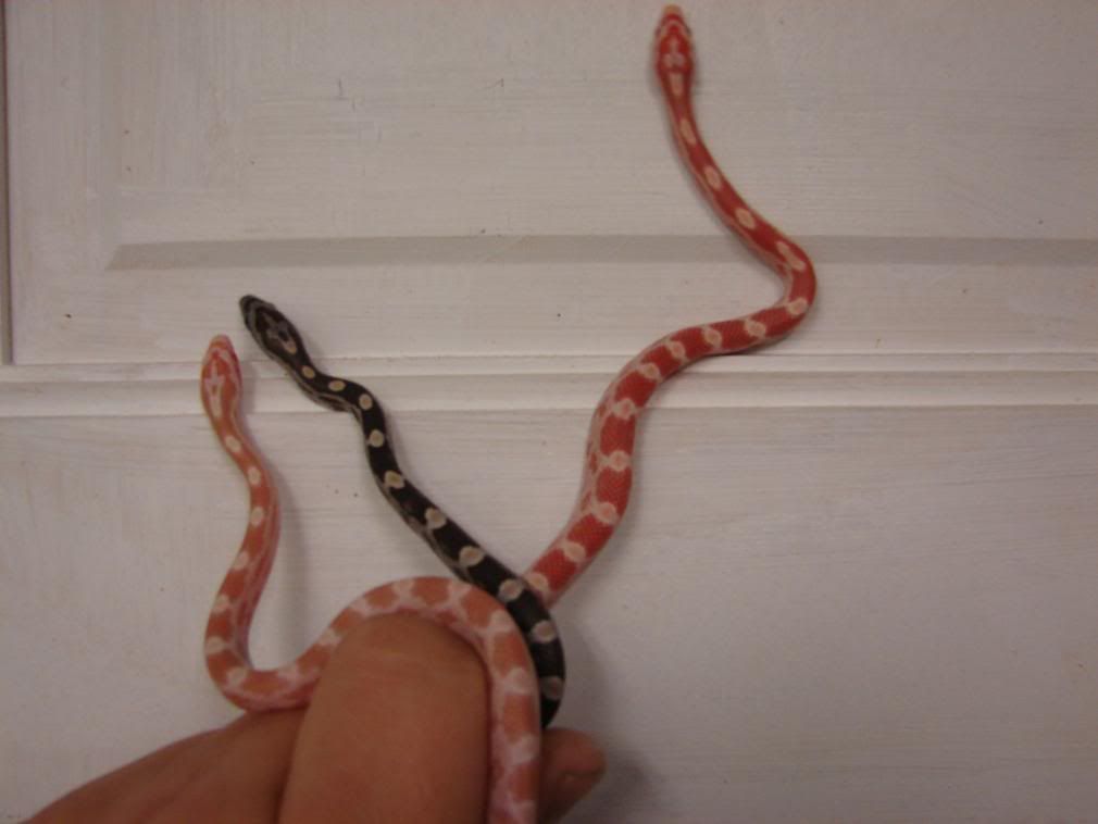 08Hatchlings011.jpg