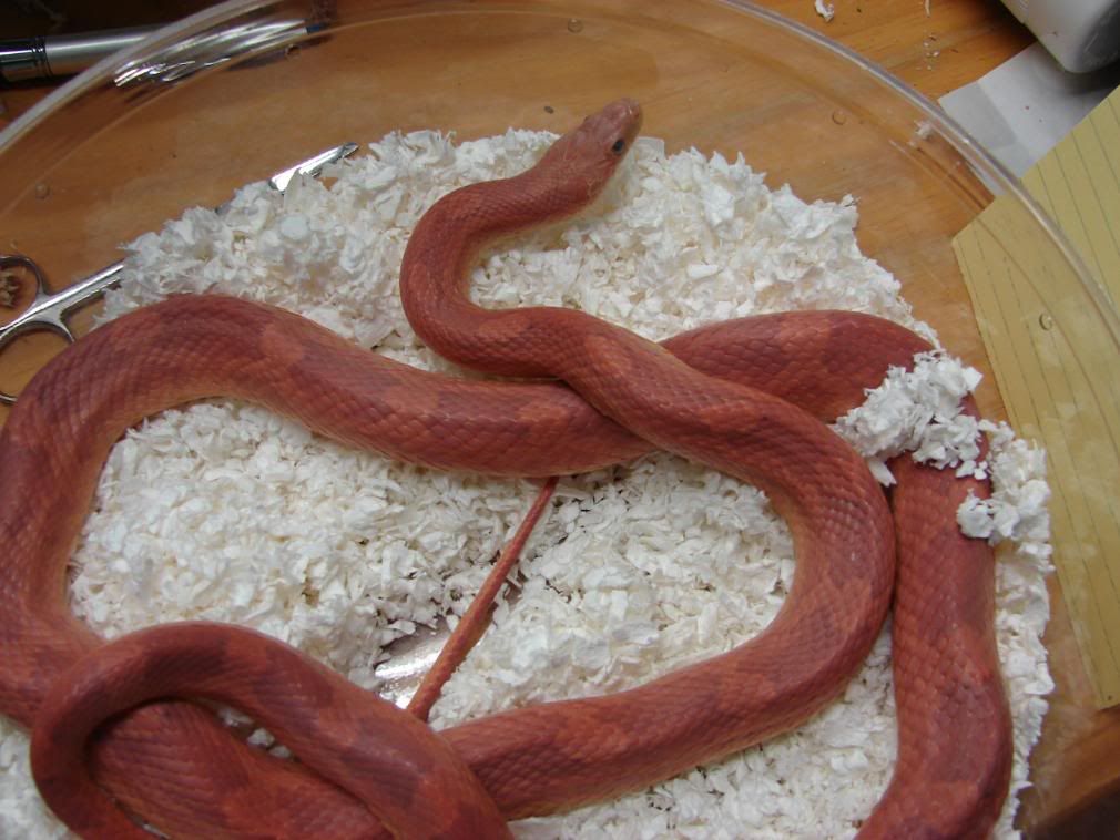 08Hatchlings012.jpg