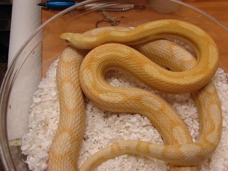 08Hatchlings014.jpg