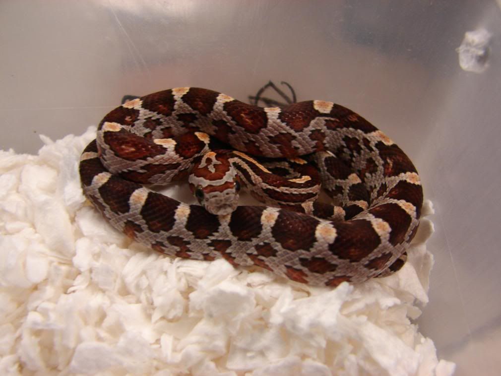 08Hatchlings022.jpg