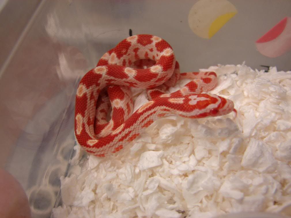 08Hatchlings027.jpg
