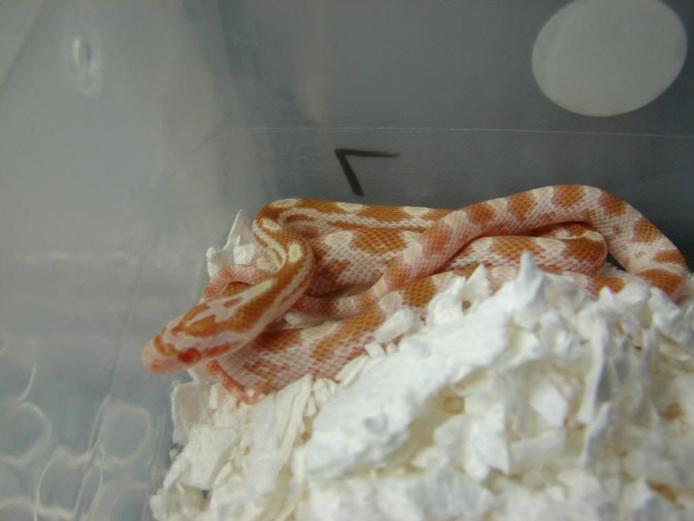 08Hatchlings028.jpg