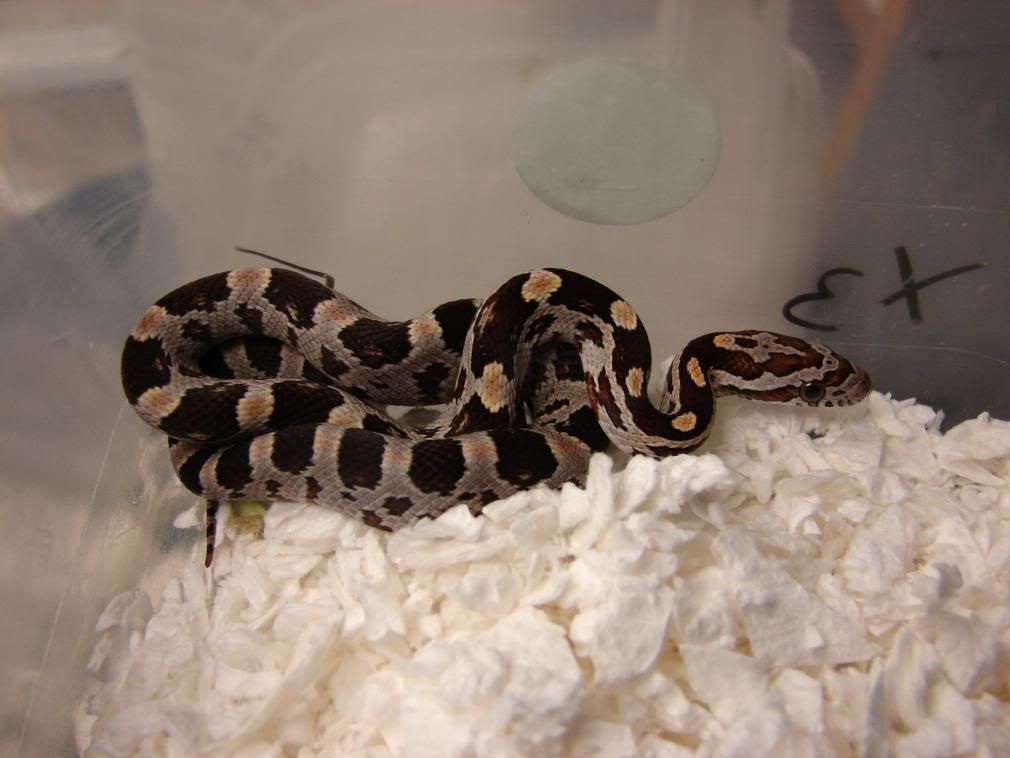 08Hatchlings029.jpg