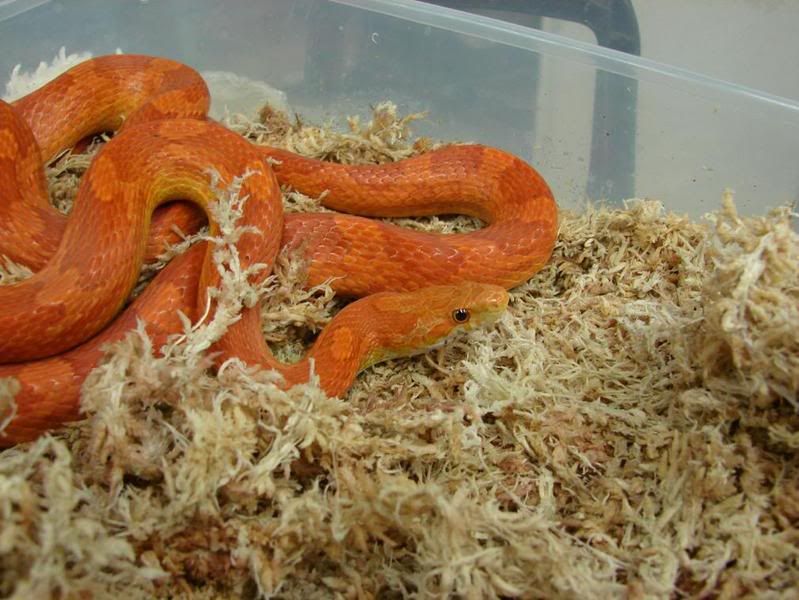 08Hatchlings030.jpg