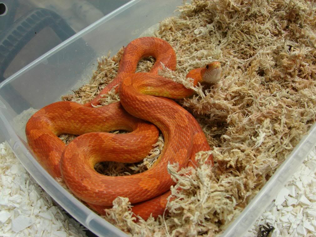 08Hatchlings031.jpg