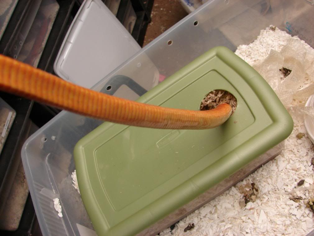 08Hatchlings032.jpg