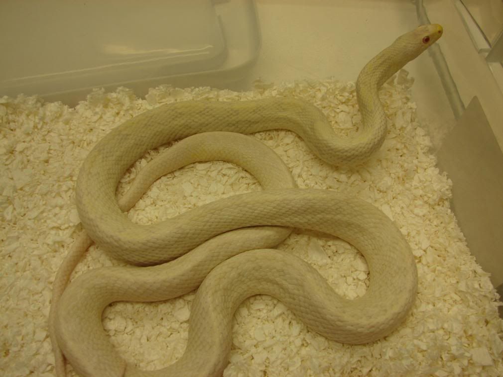 08Hatchlings104.jpg