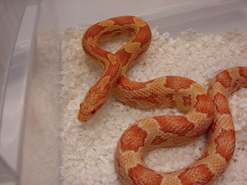 08Hatchlings106.jpg