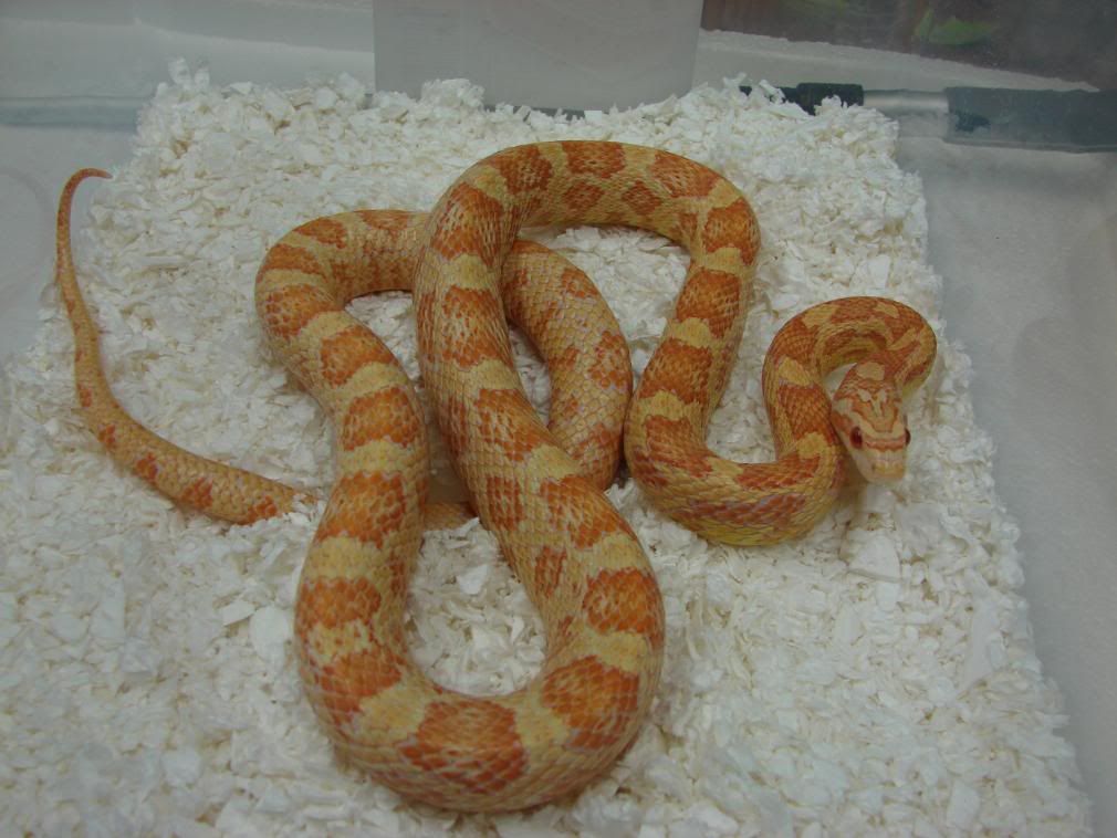 08Hatchlings112.jpg