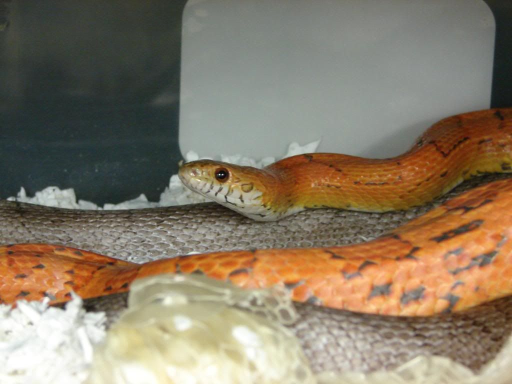 08Hatchlings215.jpg