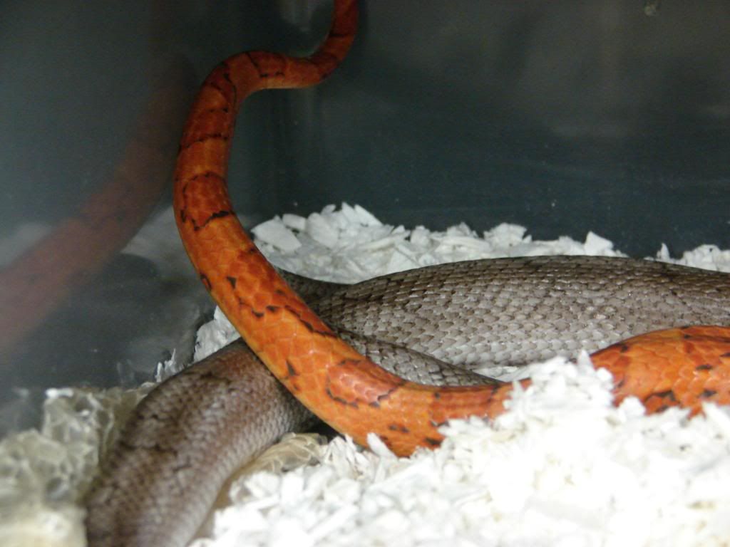 08Hatchlings216.jpg