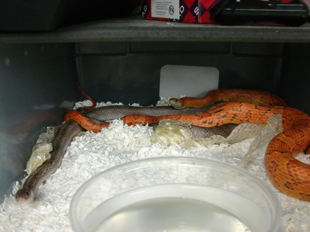 08Hatchlings217.jpg