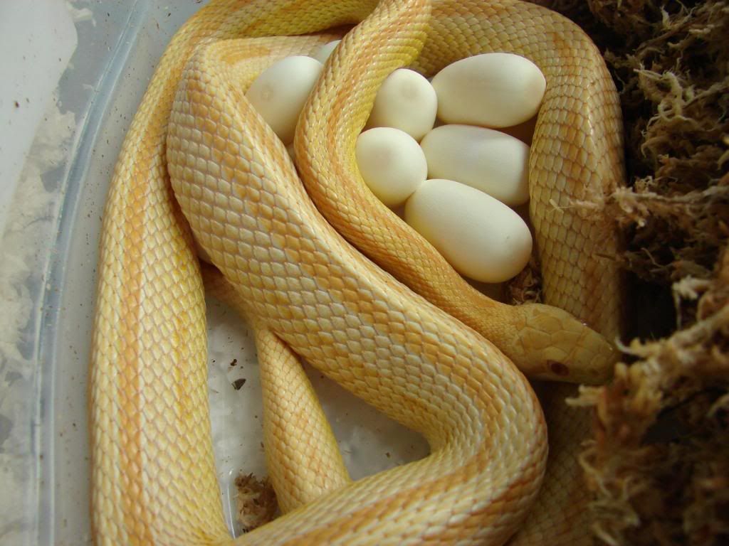08Hatchlings218.jpg