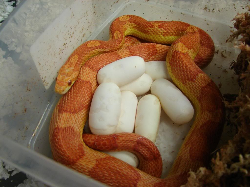 08Hatchlings220.jpg