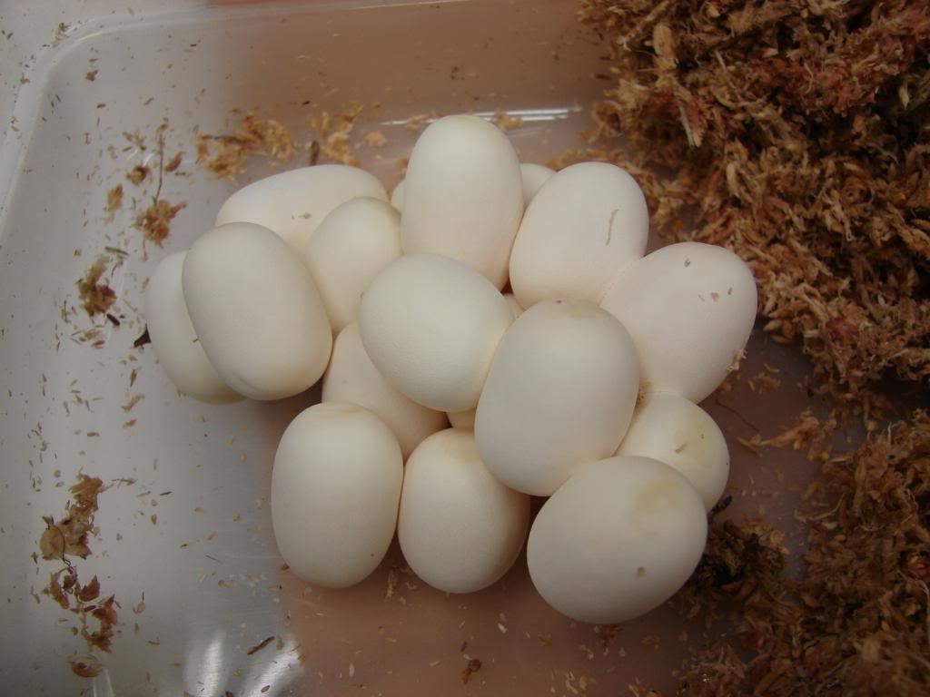 08Hatchlings224.jpg