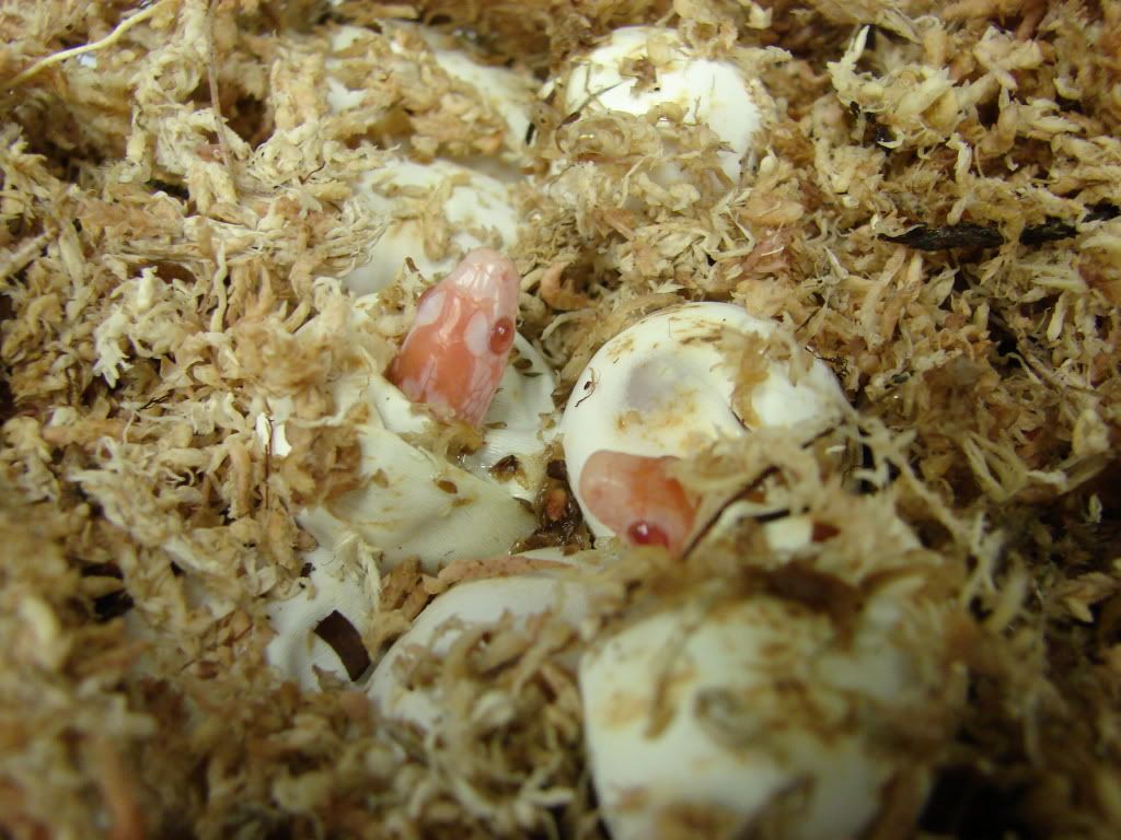 08Hatchlings231.jpg