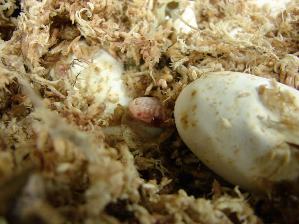 08Hatchlings235.jpg