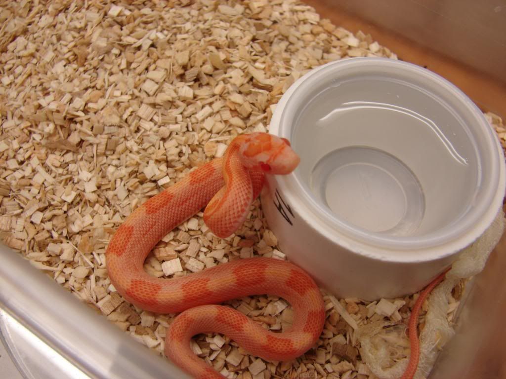 09Hatchlings008.jpg