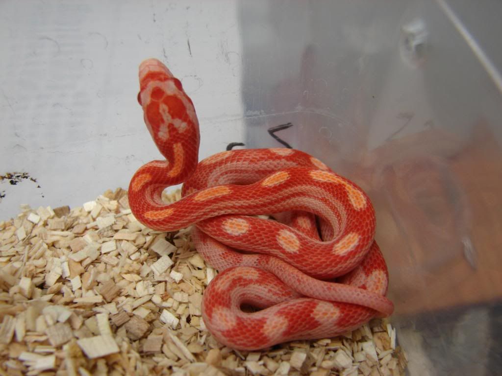 09Hatchlings010.jpg