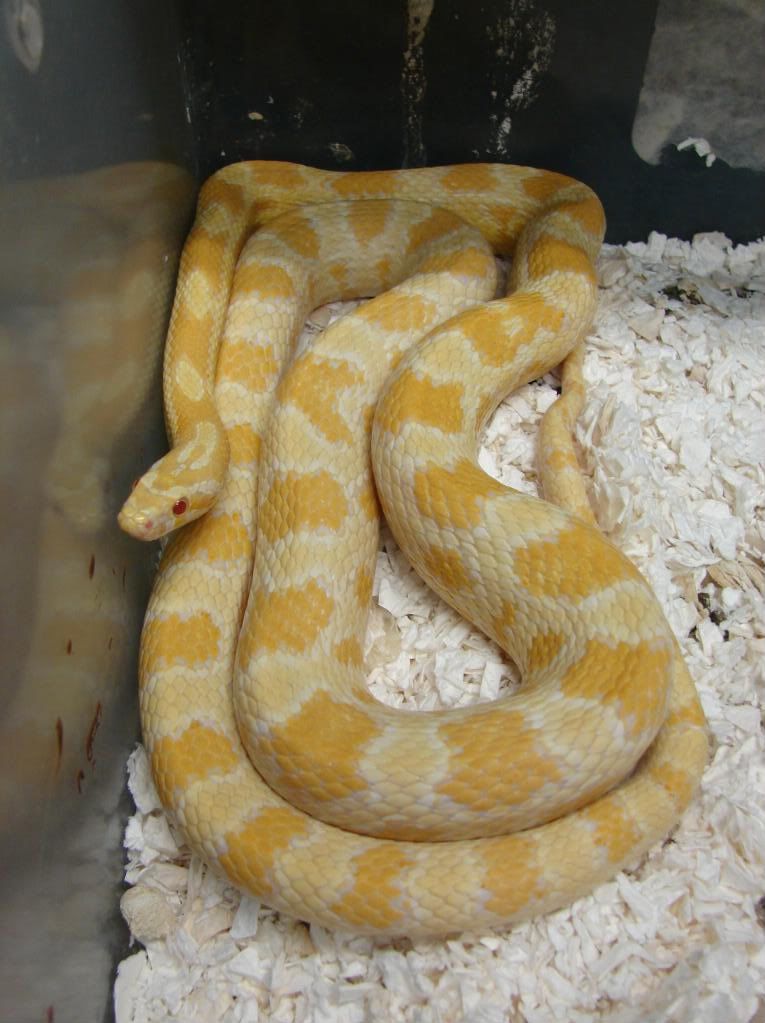 09Hatchlings034.jpg