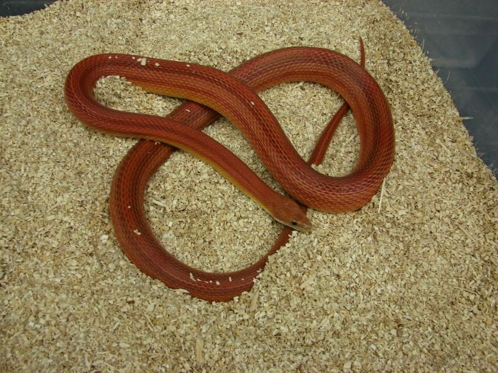 MHypoStripe1-3.jpg