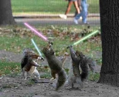 -fighting-squirrels.jpg