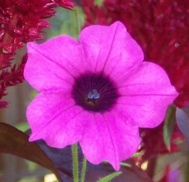 Petunia