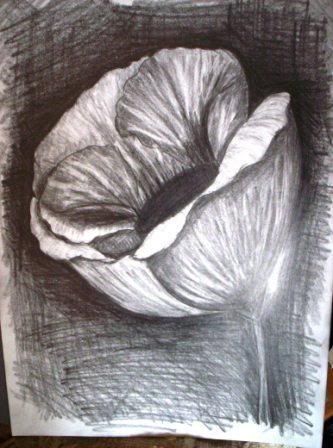 This is a graphite pencil sketch of a poppy a flower drawing for sale 