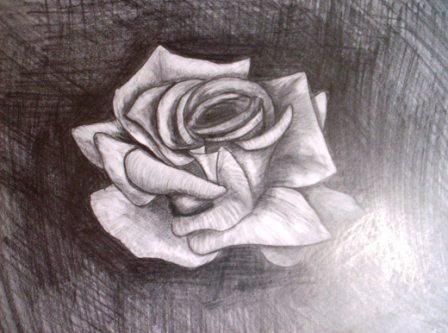 Flower drawing for sale by artist, Rose sketch.