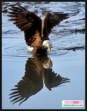 Reflection-3.jpg image by Locus211