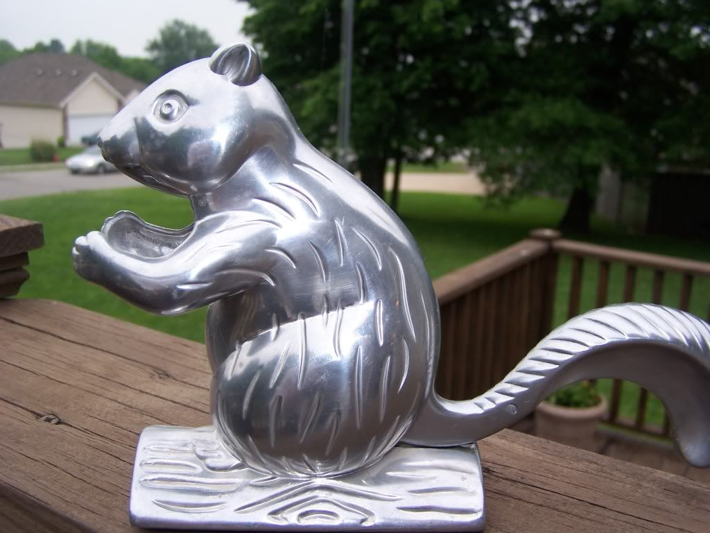 squirrel