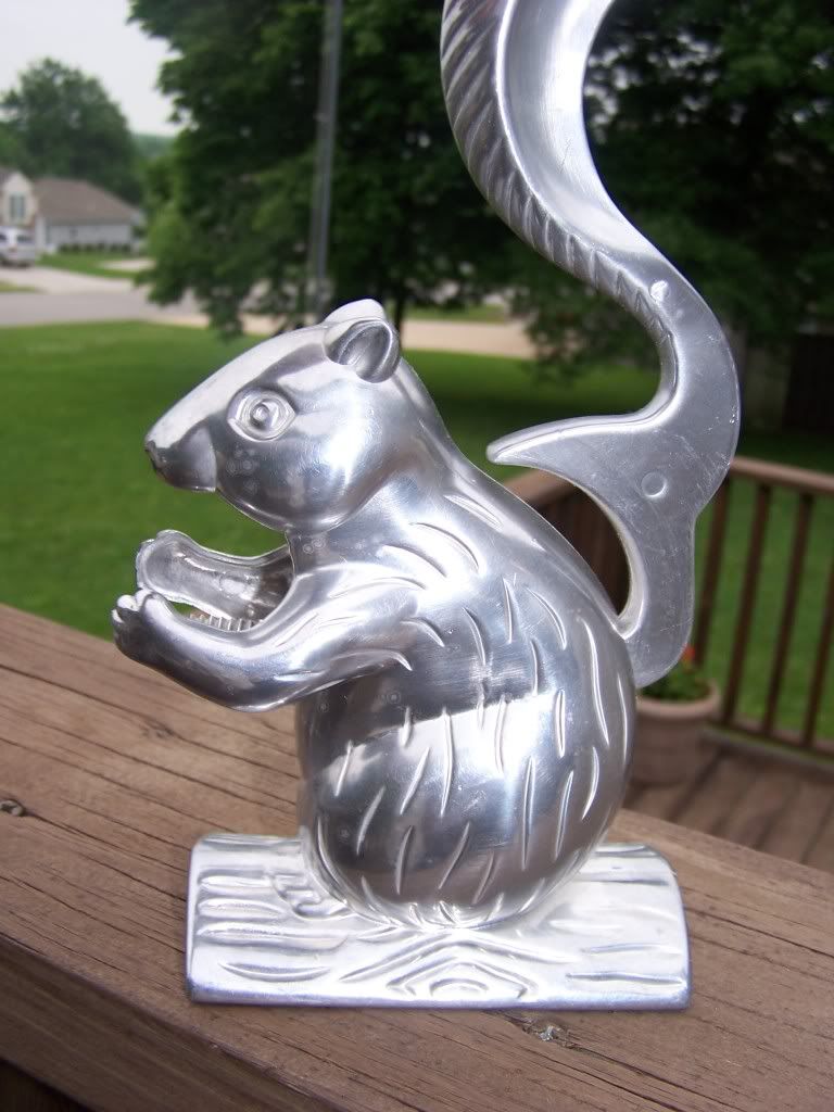 squirrel 1