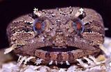 toadfish.jpg Toadfish image by poolagirl