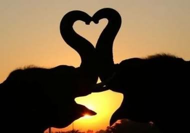 elephants