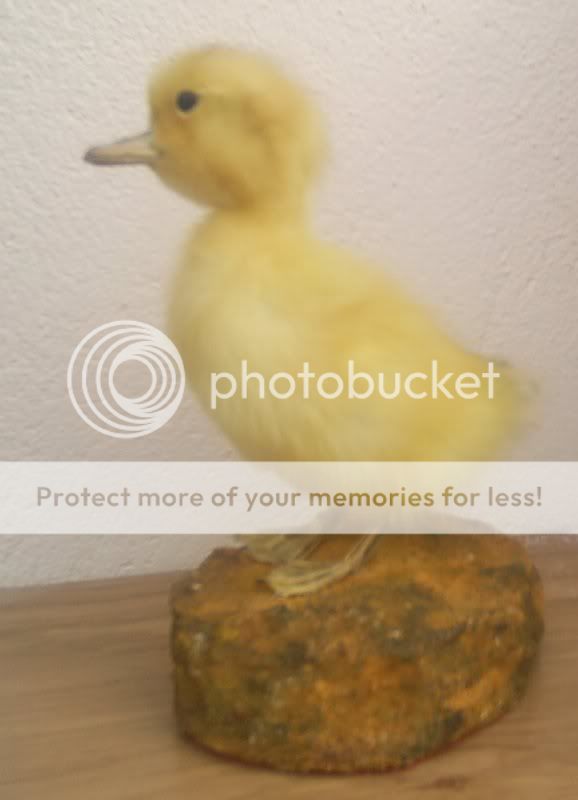 TAXIDERMY CUTE BABY DUCKLING ON BASE IN SUPERB CONDITION WE ONLY 