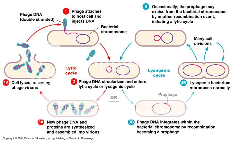 Lytic And Lysogenic Cycle Pictures, Images & Photos | Photobucket