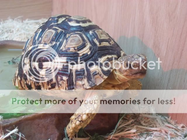 SE England - Male Leopard Tortoise with New Viv + full Set UP | Reptile ...